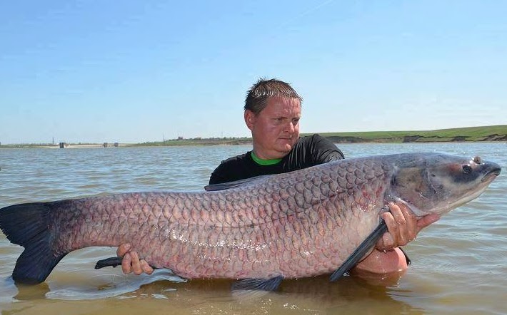Copper mountain eenie weenie bikini contest Asian carp size